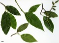 SpeciesSub: subsp. glabrata